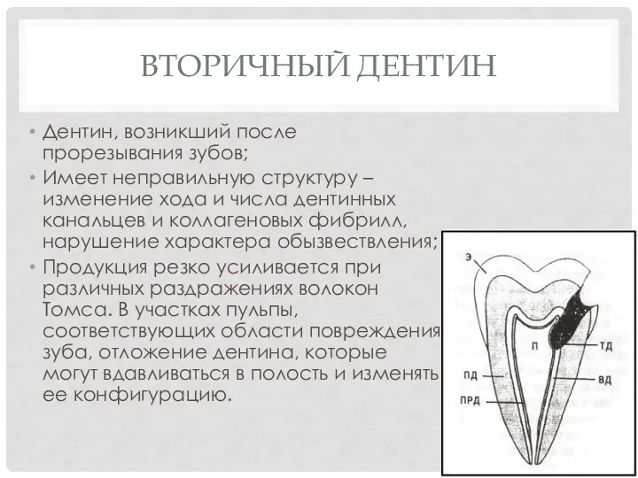 ВТОРИЧНЫЙ ДЕНТИН Дентин, возникший после прорезывания зубов; Имеет неправильную структуру –