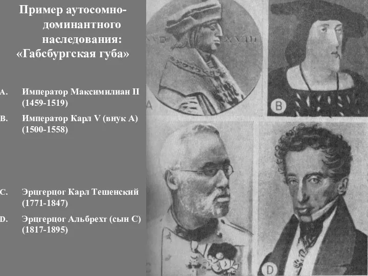 Пример аутосомно-доминантного наследования: «Габсбургская губа» Император Максимилиан II (1459-1519) Император Карл