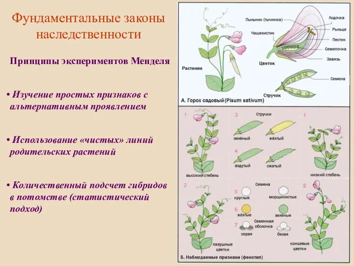 Фундаментальные законы наследственности Принципы экспериментов Менделя Изучение простых признаков с альтернативным