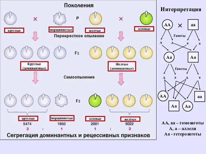 круглые морщинистые желтые зеленые Круглые (доминантные) Желтые (доминантные) круглые морщинистые желтые