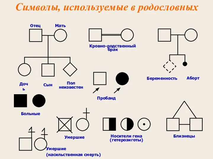 Отец Мать Дочь Сын Пол неизвестен Кровно-родственный брак Символы, используемые в