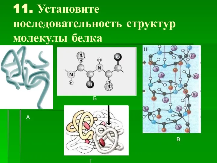 11. Установите последовательность структур молекулы белка А А А Б В Г