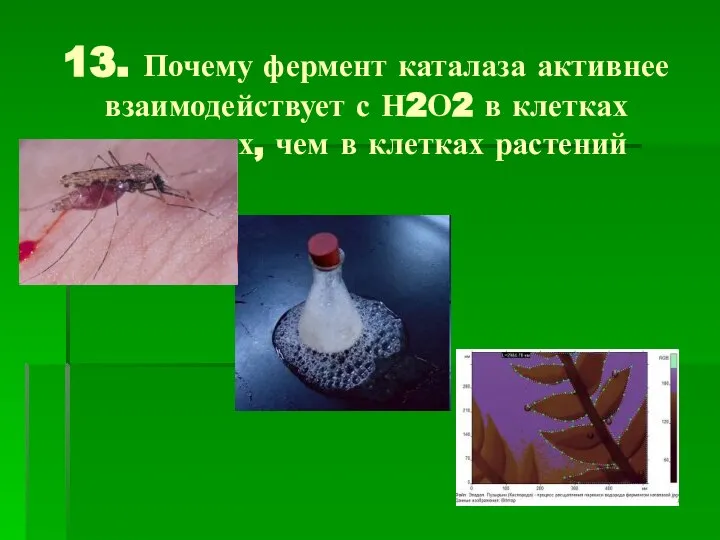 13. Почему фермент каталаза активнее взаимодействует с Н2О2 в клетках животных, чем в клетках растений