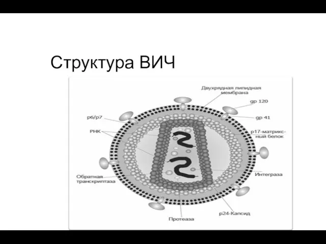 Структура ВИЧ