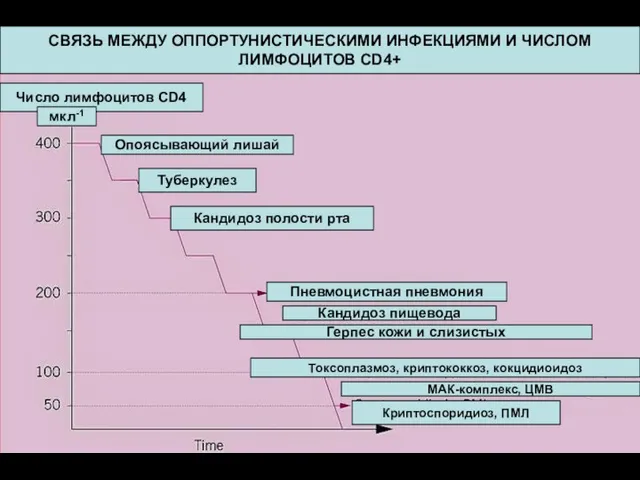 СВЯЗЬ МЕЖДУ ОППОРТУНИСТИЧЕСКИМИ ИНФЕКЦИЯМИ И ЧИСЛОМ ЛИМФОЦИТОВ CD4+ Число лимфоцитов CD4