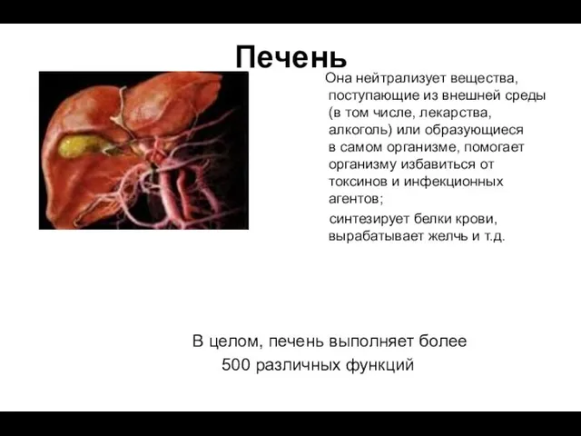 Печень Она нейтрализует вещества, поступающие из внешней среды (в том числе,