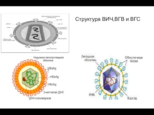 Структура ВИЧ,ВГВ и ВГС