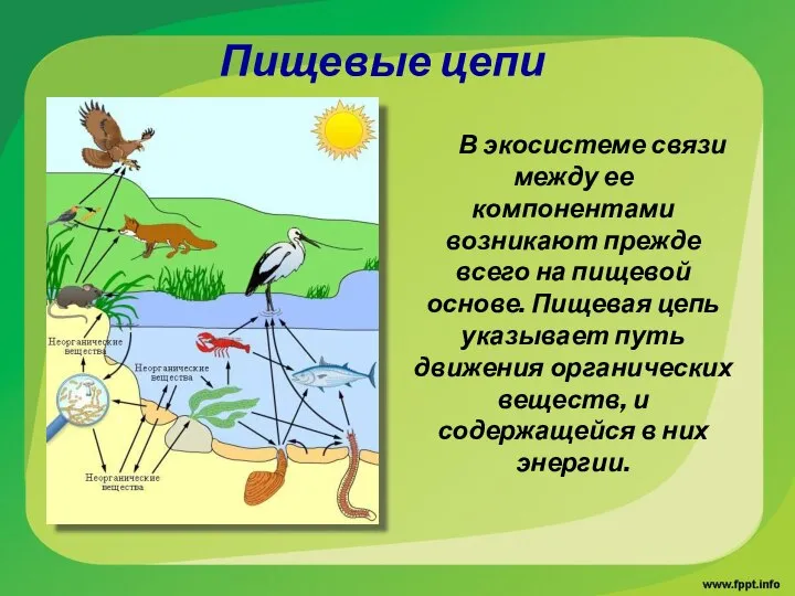 В экосистеме связи между ее компонентами возникают прежде всего на пищевой