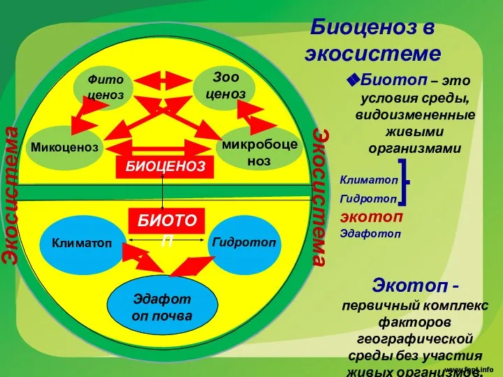 Биоценоз в экосистеме Биотоп – это условия среды, видоизмененные живыми организмами