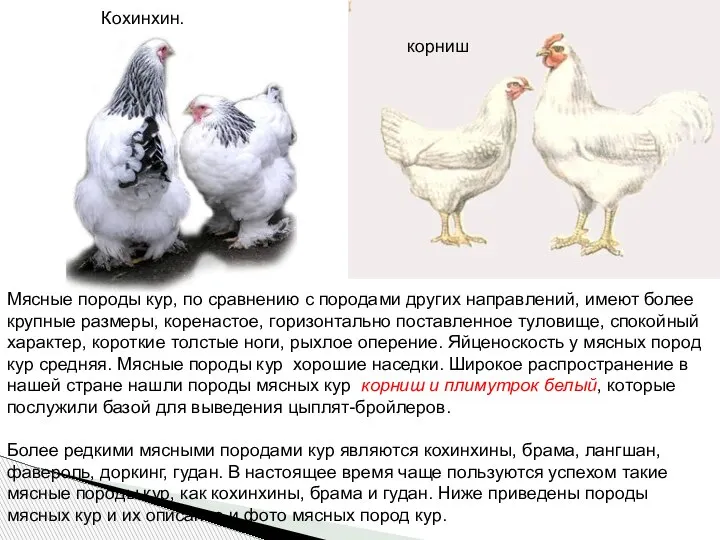 Мясные породы кур, по сравнению с породами других направлений, имеют более