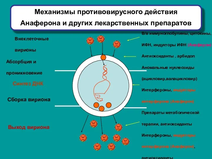 Механизмы противовирусного действия Анаферона и других лекарственных препаратов Абсорбция и проникновение