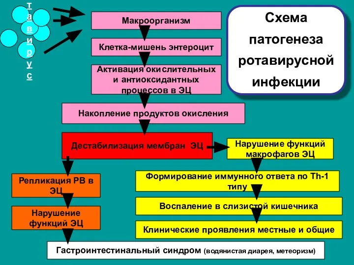 Схема патогенеза ротавирусной инфекции Макроорганизм Репликация РВ в ЭЦ Нарушение функций