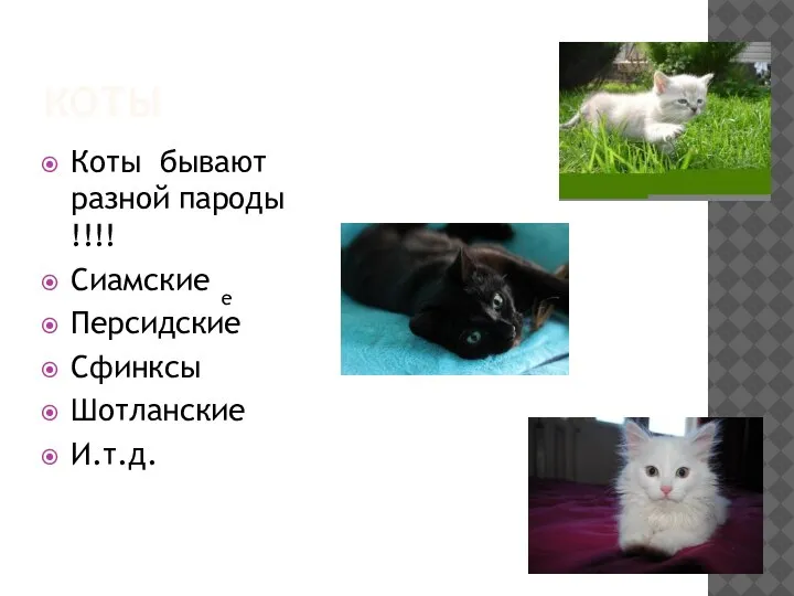 КОТЫ Коты бывают разной пароды !!!! Сиамские Персидские Сфинксы Шотланские И.т.д. е