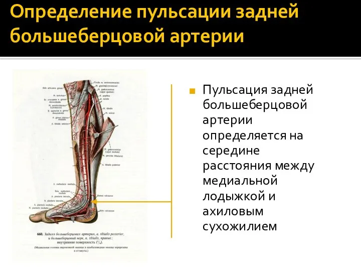 Определение пульсации задней большеберцовой артерии Пульсация задней большеберцовой артерии определяется на