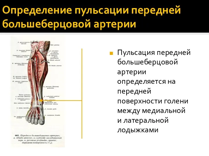 Определение пульсации передней большеберцовой артерии Пульсация передней большеберцовой артерии определяется на