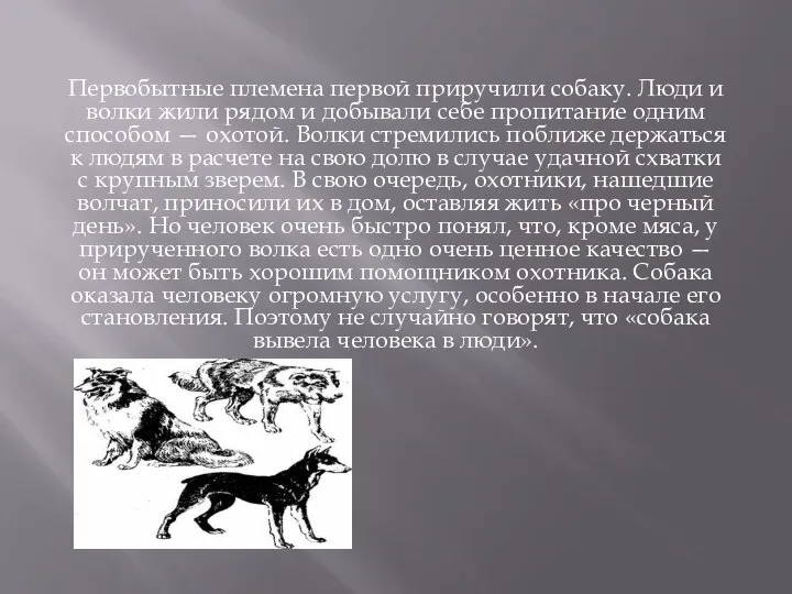 Первобытные племена первой приручили собаку. Люди и волки жили рядом и