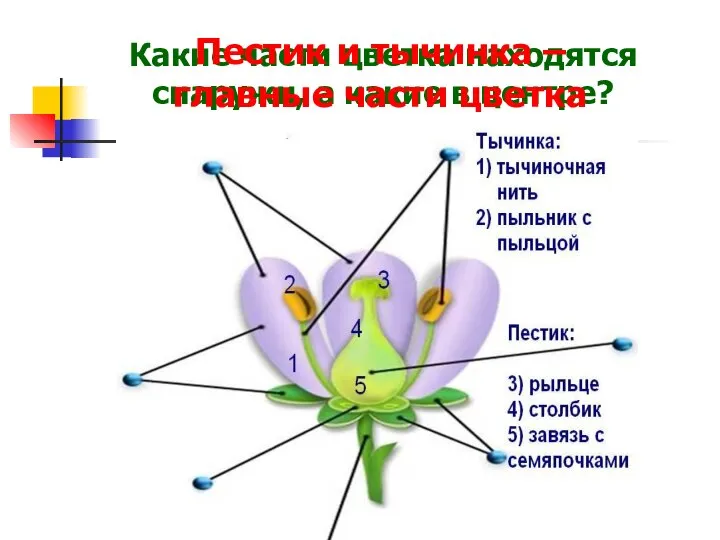 Какие части цветка находятся снаружи, а какие в центре? Пестик и тычинка – главные части цветка