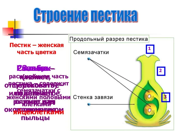 Строение пестика Пестик – женская часть цветка 1 Рыльце – клейкое,