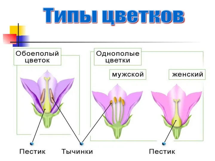 Типы цветков