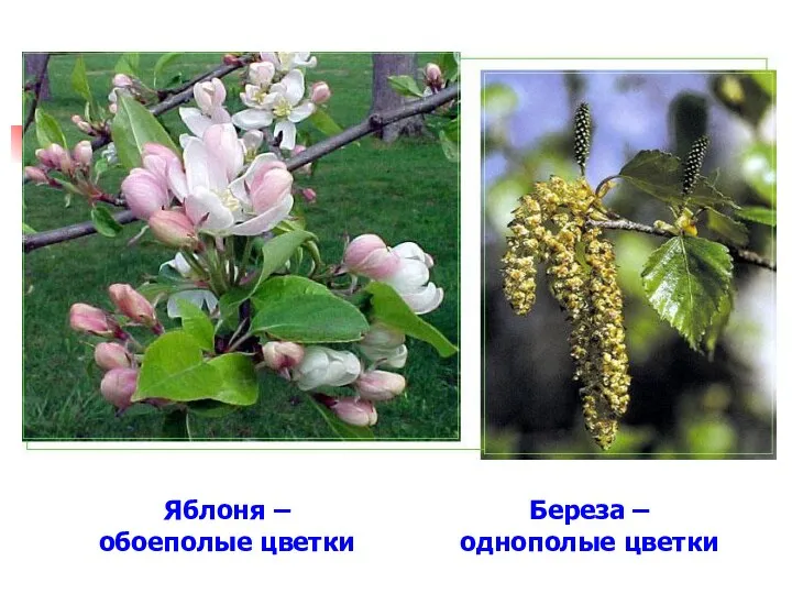 Яблоня – обоеполые цветки Береза – однополые цветки