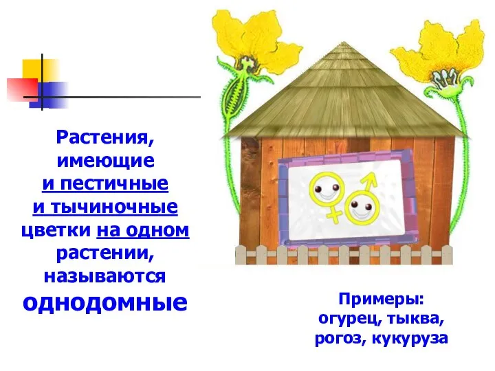 Растения, имеющие и пестичные и тычиночные цветки на одном растении, называются