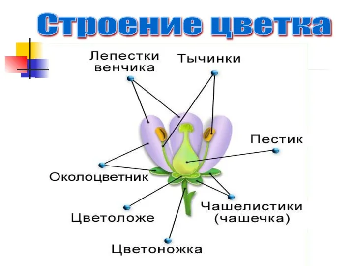 Строение цветка