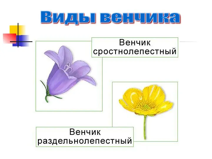 Виды венчика