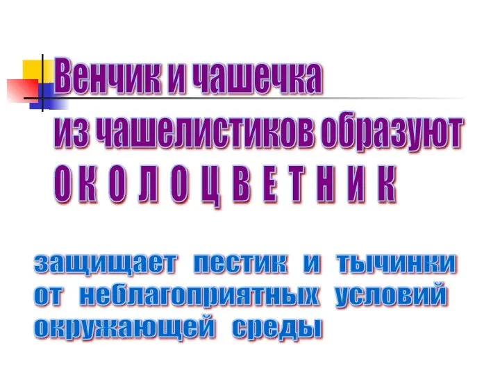 Венчик и чашечка из чашелистиков образуют О К О Л О