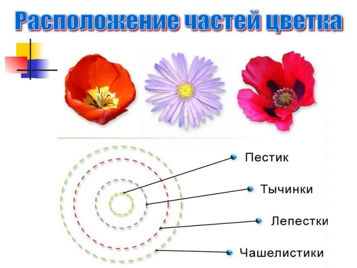 Расположение частей цветка