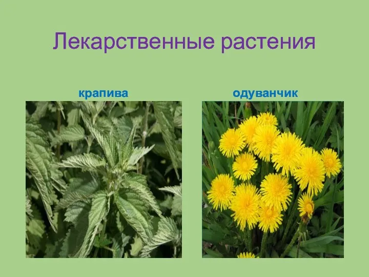 Лекарственные растения крапива одуванчик