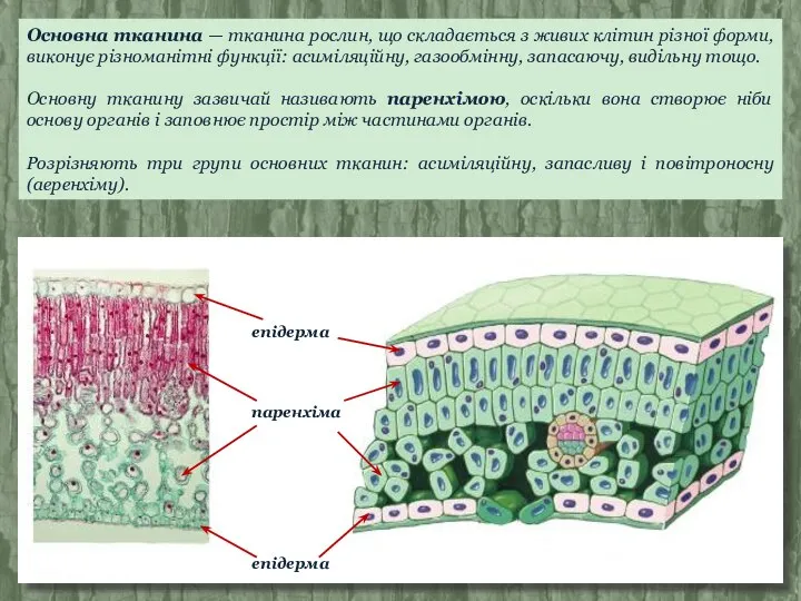 Основна тканина — тканина рослин, що складається з живих клітин різної