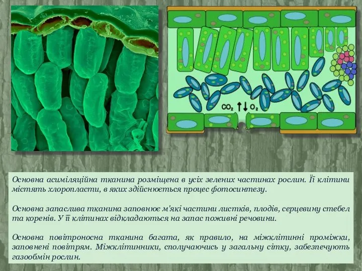 Основна асиміляційна тканина розміщена в усіх зелених частинах рослин. Її клітини