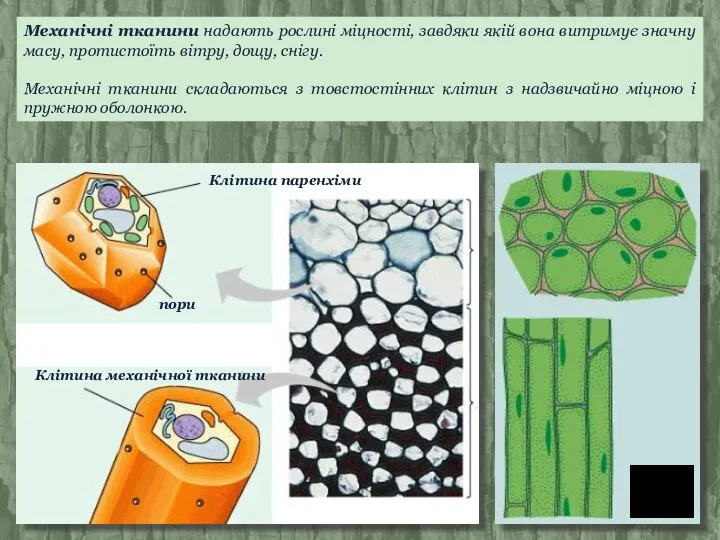 Механічні тканини надають рослині міцності, завдяки якій вона витримує значну масу,