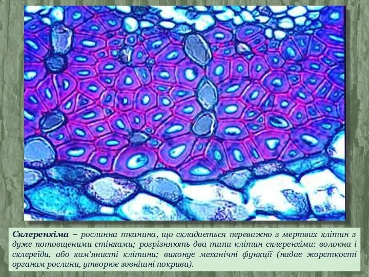 Склеренхіма – рослинна тканина, що складається переважно з мертвих клітин з