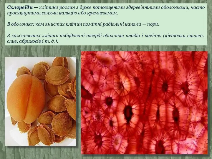 Склереїди — клітини рослин з дуже потовщеними здерев'янілими оболонками, часто просякнутими