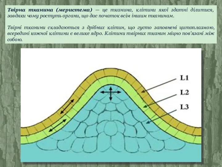Твірна тканина (меристема) — це тканина, клітини якої здатні ділитися, завдяки