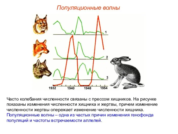 Популяционные волны Часто колебания численности связаны с прессом хищников. На рисунке