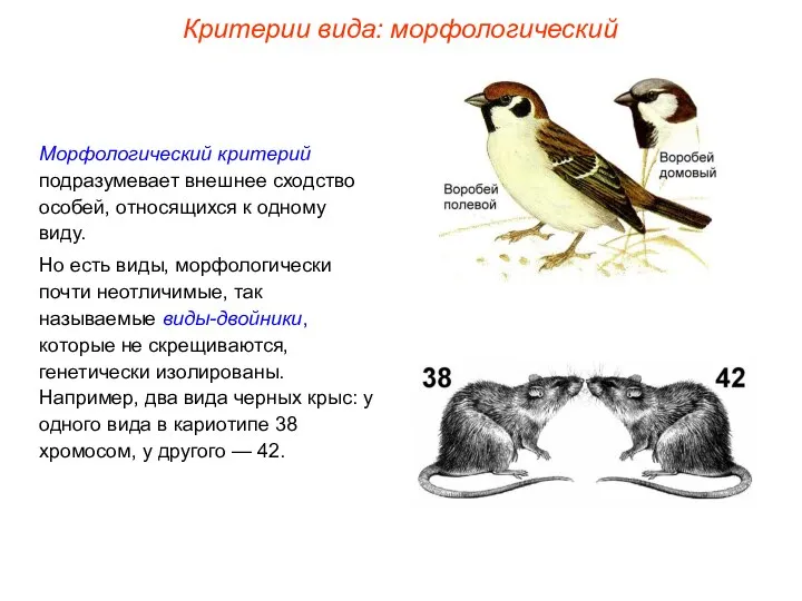 Морфологический критерий подразумевает внешнее сходство особей, относящихся к одному виду. Но