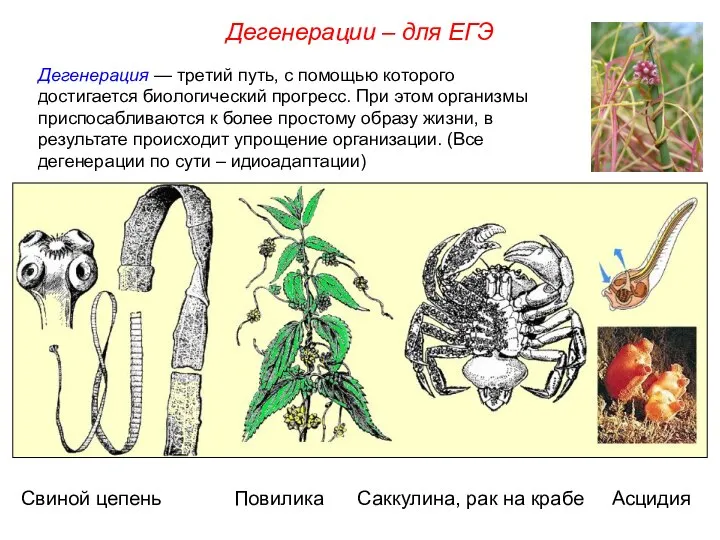 Дегенерация — третий путь, с помощью которого достигается биологический прогресс. При