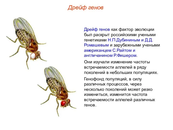 Дрейф генов Дрейф генов как фактор эволюции был раскрыт российскими учеными