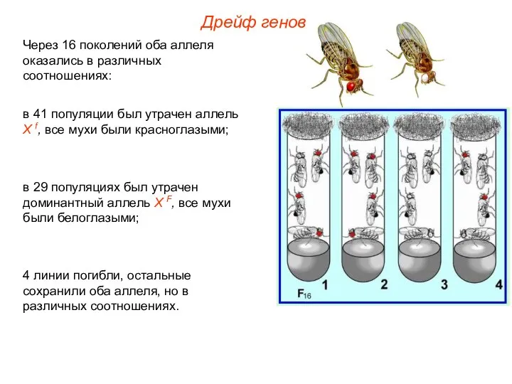 Через 16 поколений оба аллеля оказались в различных соотношениях: в 41