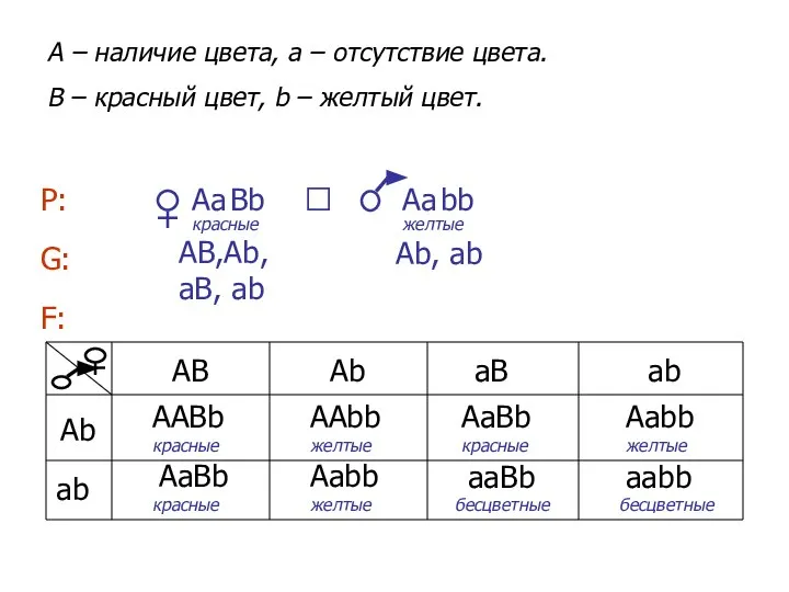 bb Вb Аа A – наличие цвета, a – отсутствие цвета.