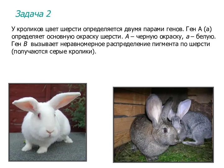 Задача 2 У кроликов цвет шерсти определяется двумя парами генов. Ген