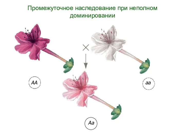 АА аа Аа Промежуточное наследование при неполном доминировании