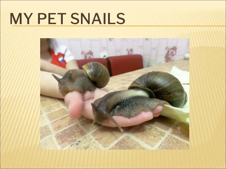 MY PET SNAILS