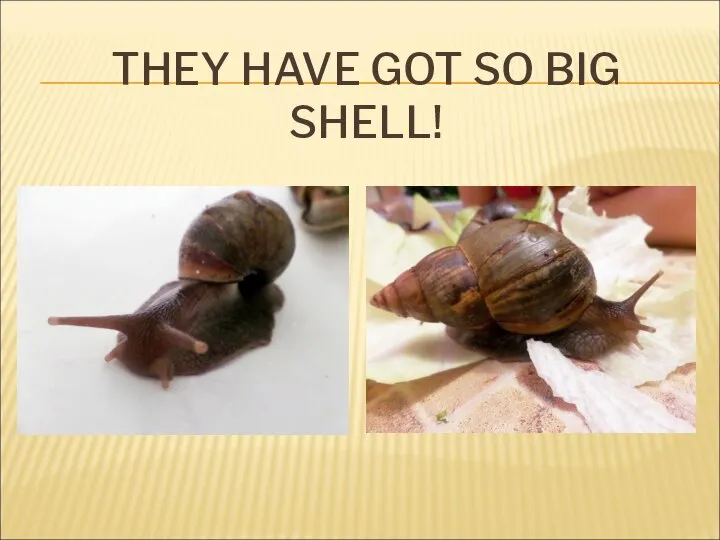 THEY HAVE GOT SO BIG SHELL!