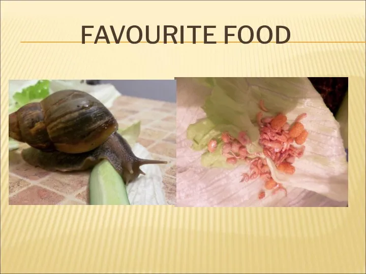 FAVOURITE FOOD