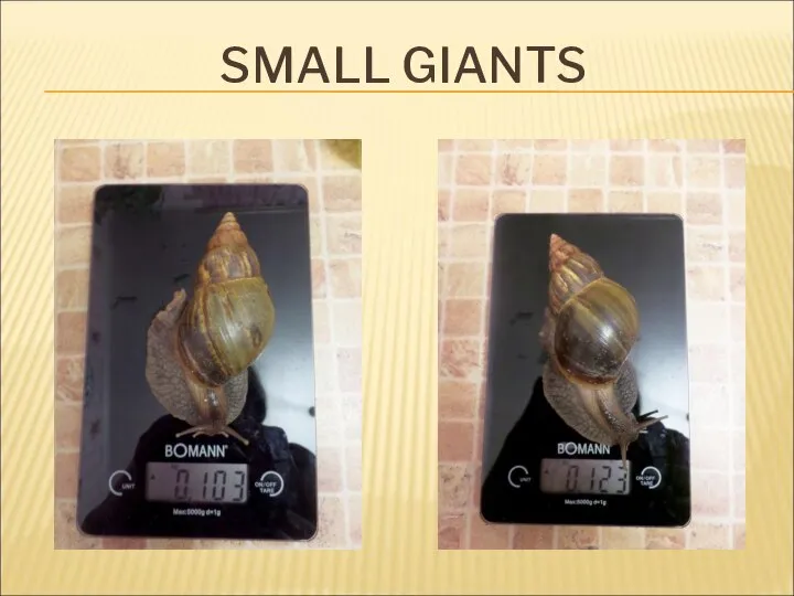 SMALL GIANTS