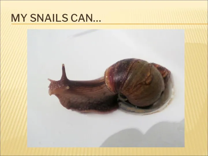 MY SNAILS CAN…