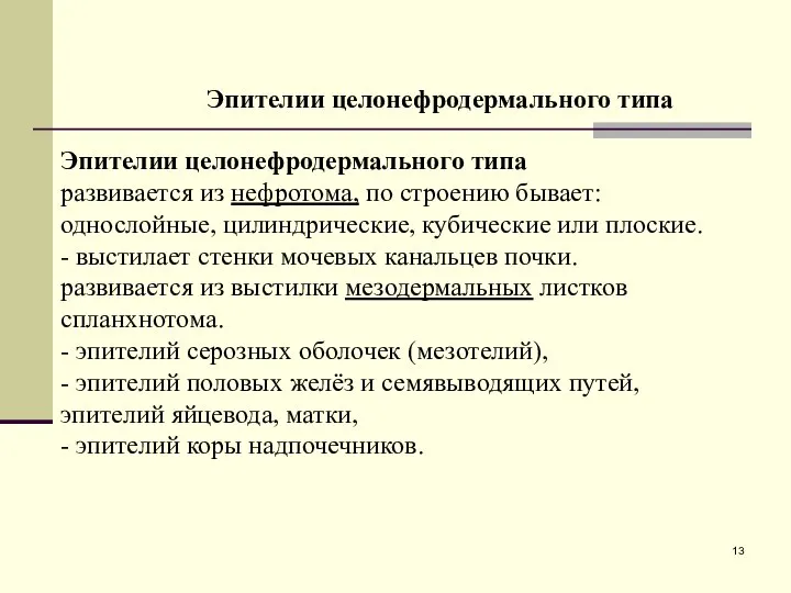 Эпителии целонефродермального типа Эпителии целонефродермального типа развивается из нефротома, по строению